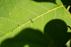Hylaeus mesillae cressoni