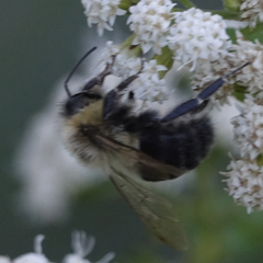 Bombus impatiens