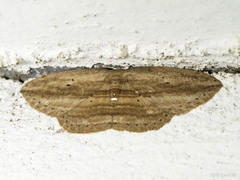 Drapetodes