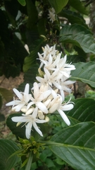 Coffea canephora
