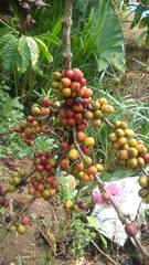 Coffea canephora