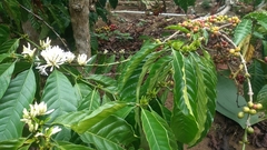 Coffea canephora