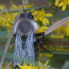 Bombus impatiens