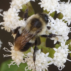 Bombus impatiens