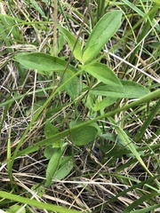 Rudbeckia terranigrae