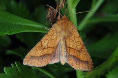 Pyrrhia