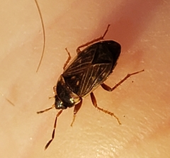 Cryphula trimaculata