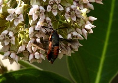 Eichlinia cucurbitae