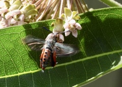 Eichlinia cucurbitae
