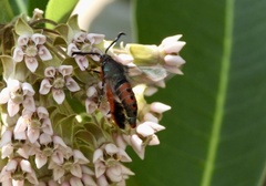 Eichlinia cucurbitae