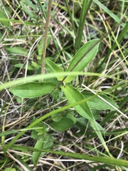 Rudbeckia terranigrae