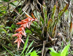Tillandsia polyantha