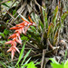 Tillandsia polyantha - Photo (c) David Torres, algunos derechos reservados (CC BY-NC), subido por David Torres