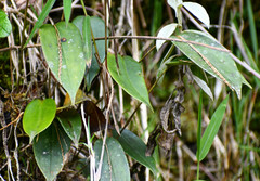Pleurothallis truncata