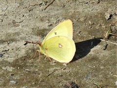 Colias gigantea