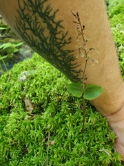 Neottia smallii