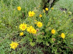 Grindelia inuloides