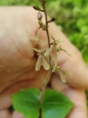 Neottia smallii