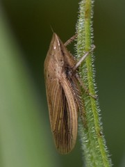 Prairiana