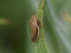 Prairiana