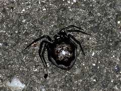 Euryopis funebris