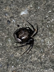 Euryopis funebris