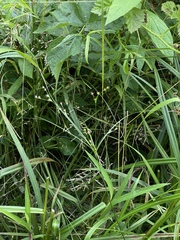 Juncus anthelatus