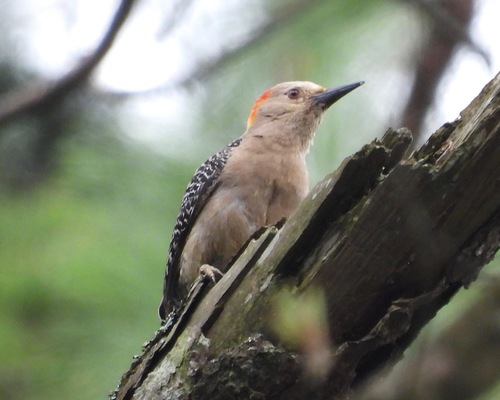 Velasquez's Woodpecker