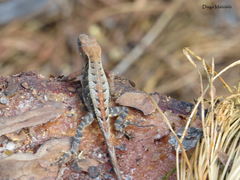 Upland Long-Tailed Spiny Lizard photo 4