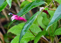 Centropogon aequatorialis