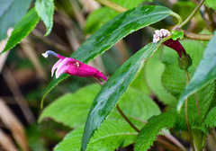 Centropogon aequatorialis