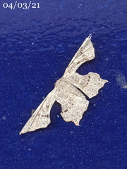 Cathetus euthysticha