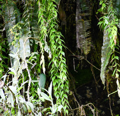 Sphyrospermum sodiroi