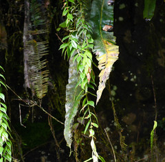 Sphyrospermum sodiroi