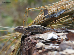 Upland Long-Tailed Spiny Lizard photo 3
