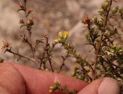 Marasmodes oligocephala