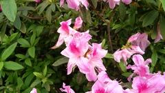 Rhododendron × pulchrum