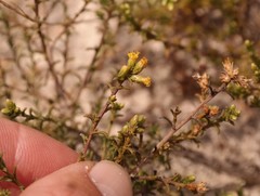 Marasmodes oligocephala