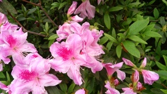 Rhododendron × pulchrum