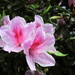Lovely Azalea - Photo (c) Rekio, some rights reserved (CC BY-NC-SA)