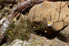 Erigeron serpentinus