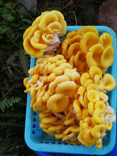 Golden Oyster Mushroom