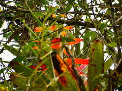 Guzmania gloriosa