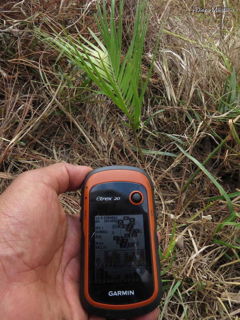 Ceratozamia alvarezii