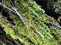 Sphyrospermum sodiroi