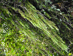 Sphyrospermum sodiroi