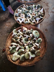 Virescentinae