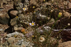 Erigeron serpentinus