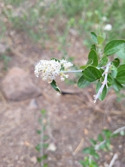 Ceanothus fendleri