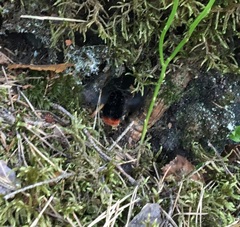Bombus